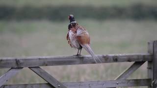 Pheasant call [upl. by Laurena]