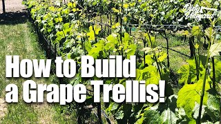 How to Build a Grape Trellis for Wine  Season 1 Episode 2  Grape Trellis for Your Vineyard [upl. by Aihsemaj255]