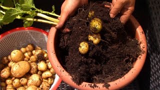 Faire pousser des pommes de terre  Growing potatoes [upl. by Joshia]