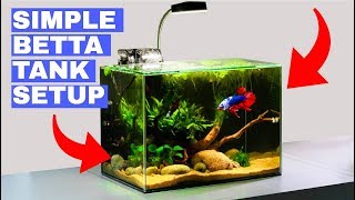 Building a Simple Betta Tank TUTORIAL [upl. by Ternan96]