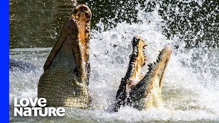 Crocodiles Fight To Death Over Carcass [upl. by Lirrehs]