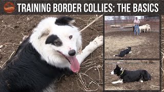 Training Border Collies The Basics [upl. by Siegfried]