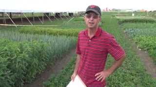 Cover Crops 16 demonstration plots and their seed mixes [upl. by Justen]