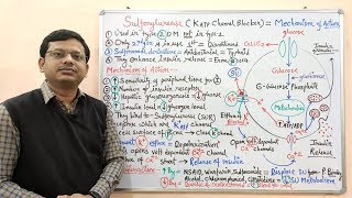 Diabetes Mellitus Part10 Mechanism of Action of Sulfonylurease  Antidiabetic Drugs  Diabetes [upl. by Oraneg566]