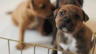 Staffordshire Bull Terrier Puppies  3w5d [upl. by Eesdnyl525]