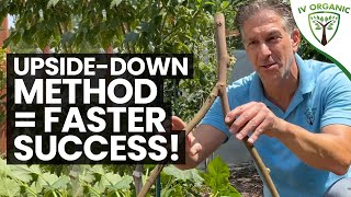 How To Propagate Figs – SUMMERTIME  Cuttings amp UpsideDown Method [upl. by Mandie907]