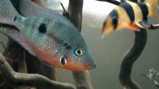 Thorichthys Meeki HD  movie 03  Firemouth Cichlid [upl. by Crelin]