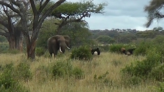 Elephant Breaks Up Ostrich Fight [upl. by Hamimej]