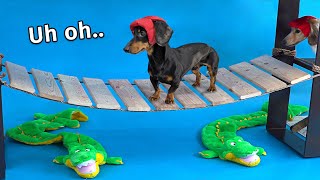 Wiener Dog Obstacle Challenge Extended Version [upl. by Nilkcaj]