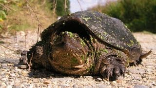 La Liebre y la Tortuga  Cuentos Clásicos  Spanish for Kids [upl. by Esirahc686]