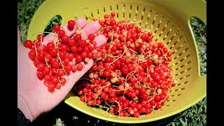 All About Growing Currants Harvest amp Growing Tips [upl. by Phelan]