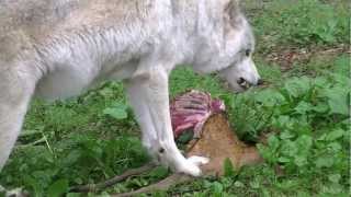 Wolves Eating Deer Carcassmov [upl. by Milewski]