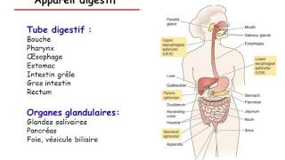 Physiologie du tube digestif partie 1 [upl. by Asiulana117]