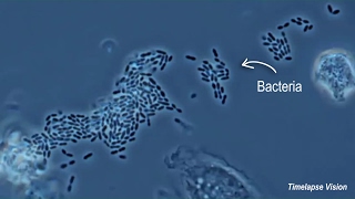 Immune Cells Eating Bacteria Phagocytosis [upl. by Anad]