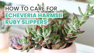 BEST TIPS  HOW TO CARE FOR ECHEVERIA HARMSII RUBY SLIPPERS [upl. by Dirtsa]