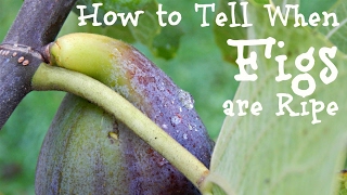 How to Tell When Figs are Ripe [upl. by Denis]