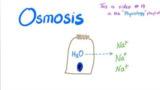 Osmosis  Physiology [upl. by Ynatirb]