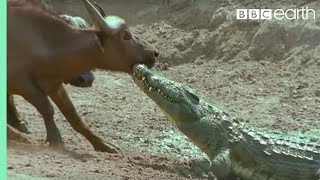 The Nile Crocodile vs Buffalo  Wild Africa  BBC Earth [upl. by Ogram255]