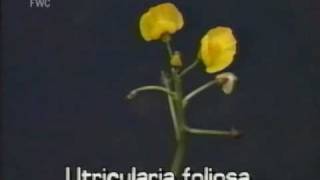 bladderwort Utricularia foliosa [upl. by Melamie]