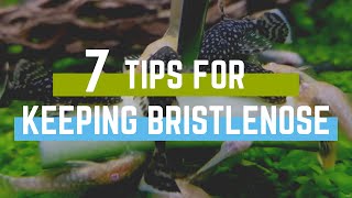 7 Tips for Keeping Bristlenose Plecos in an Aquarium [upl. by Ellenaej572]