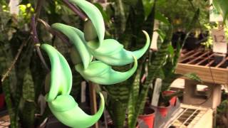 Growing the Jade Vine Strongylodon macrobotrys [upl. by Wenn]