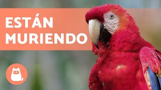 10 animales en PELIGRO de EXTINCIÓN en MÉXICO [upl. by Clynes752]