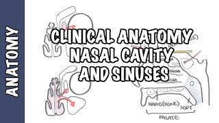 Clinical Anatomy  Nasal Cavity and Sinuses [upl. by Tabor402]