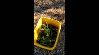 Make a Liquid fertilizer with Borage Leaves [upl. by Daj]