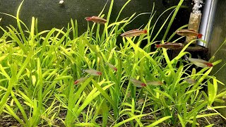 Vallisneria  Italian Val  Root Tab Fertilizer Experiment Part 3 [upl. by Laforge]