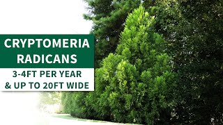 Cryptomeria Radicans  or Cryptomeria Japonica  Lush Foliage for Stunning Privacy [upl. by Drews]