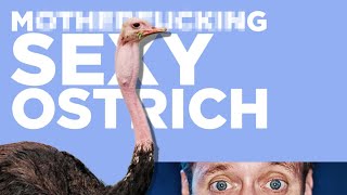 Zefrank  Ostrich Mating Dance Lyric Video [upl. by Ruthy761]