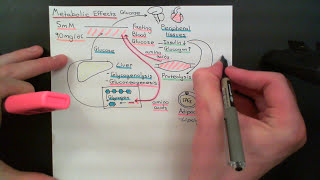 The HypothalamicPituitaryAdrenal Axis Part 1 [upl. by Nohsed980]