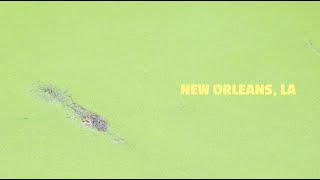 Audubon Zoo New Orleans LA 2024 [upl. by Adnomar]