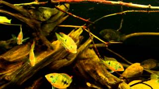 Central American Display Aquarium Mexico Theme [upl. by Margaretta]