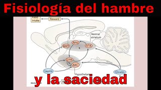 Fisiología del hambre y la saciedad [upl. by Liebowitz332]