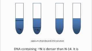 Meselson and stahl experiment [upl. by Adele]