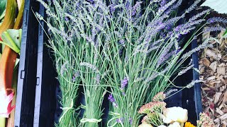 Growing Lavender Part 2 of 2 Lavandin and Spanish Lavender [upl. by Yenttihw]