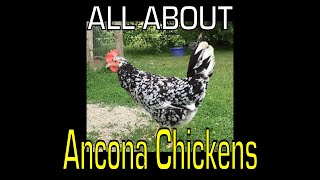 Ancona Chicken  Information [upl. by Dede337]