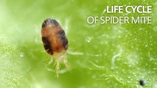 Life cycle of spider mite [upl. by Misak]