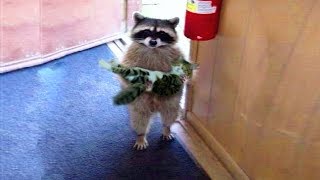 Funniest Moment Between Raccoons And Cats FUNNY VIDEO [upl. by Roderick]