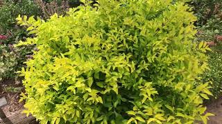 Plant Review Duranta erecta Cuban Gold a fantastic container plant with golden foliage [upl. by Aerdnaz]