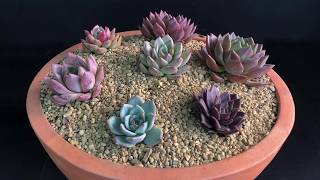 Echeveria agavoides Collection  Romeo and its Relatives Watering and Care [upl. by Guntar589]