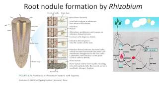 Root nodule formation by Rhizobium [upl. by Hecker]