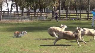 Corgi Flynn Passing His Sheep Herding Instinct Exam [upl. by Adanama437]