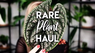 ANTHURIUM LUXURIANS IS EVERYTHING  Rare Plant Haul [upl. by Mali]