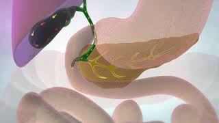 The Gallbladder and Bile Ducts  Cancer Research UK [upl. by Philine]