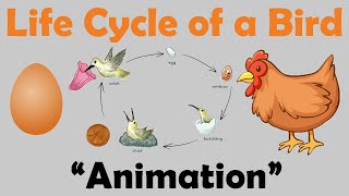 BIRD LIFE CYCLE  Animation [upl. by Campy]