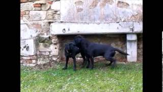 Labrador Retriever Fanworts Bill Robin und Roume vom Kastell Stegraifepach Muffin [upl. by Hunsinger624]