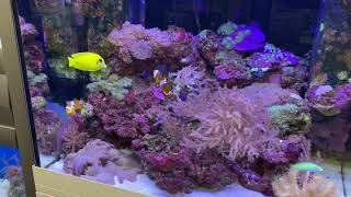 Juwel Lido 200 Reef Tank [upl. by Enia]