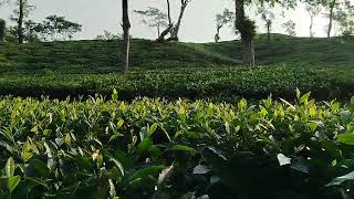 Ispahani tea Garden Srimangal [upl. by Nosnibor152]